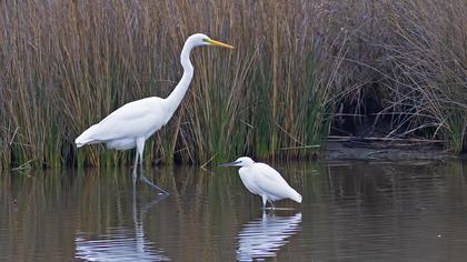 Büyük ak balıkçıl