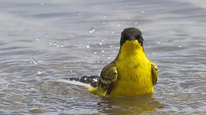 Sarı kuyruksallayan