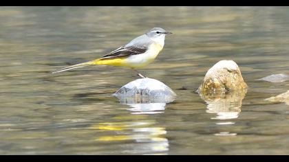 Dağ kuyruksallayanı