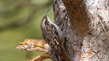 Bahçe tırmaşıkkuşu