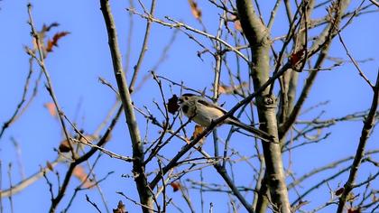 Uzunkuyruklu baştankara