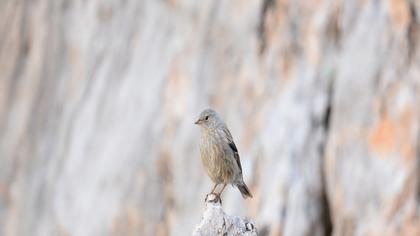 Büyük dağbülbülü