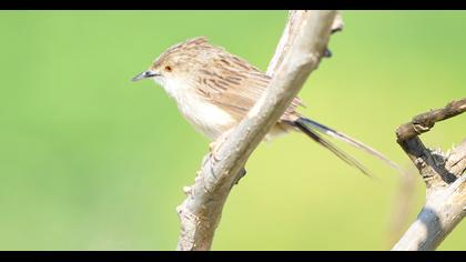 Dikkuyruklu ötleğen