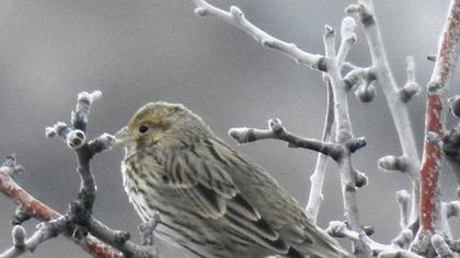 Corn Bunting