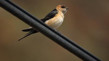 Kızıl kırlangıç