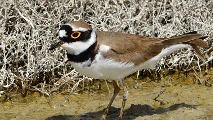 Halkalı küçük cılıbıt