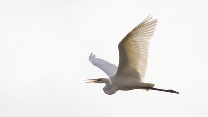 Büyük ak balıkçıl