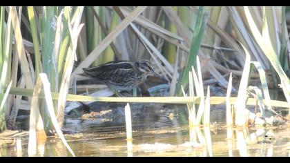 Küçük suçulluğu
