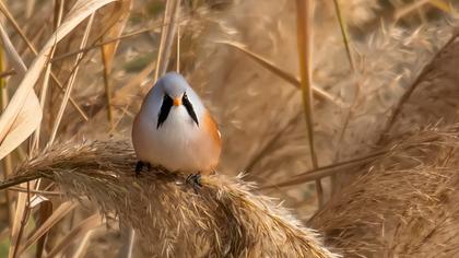 Bıyıklı baştankara