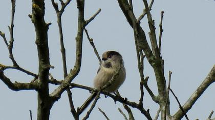Uzunkuyruklu baştankara