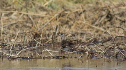 Orman düdükçünü