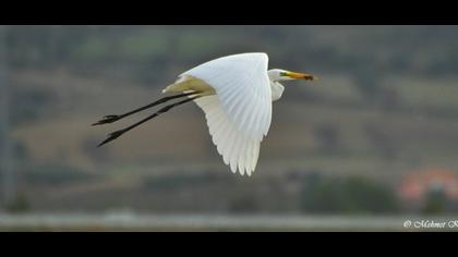 Büyük ak balıkçıl