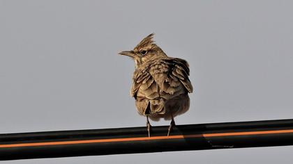 Crested Lark