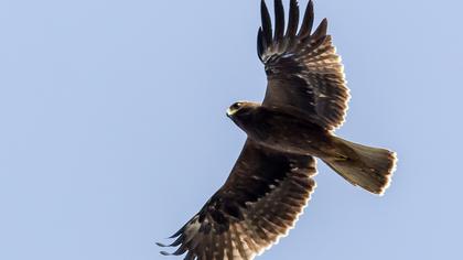 Booted Eagle