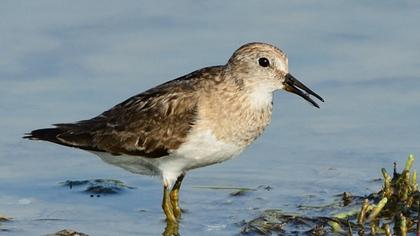 Sarıbacaklı kumkuşu
