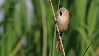 Bıyıklı baştankara