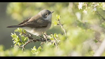 Küçük akgerdanlı ötleğen