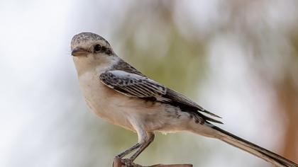 Maskeli örümcekkuşu