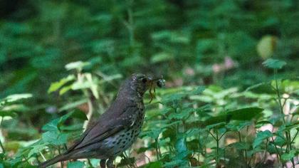 Song Thrush