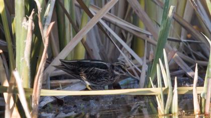 Küçük suçulluğu