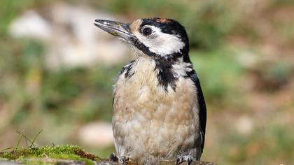 Orman alaca ağaçkakanı