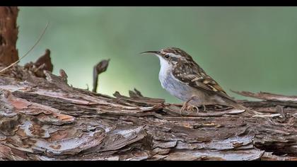 Bahçe tırmaşıkkuşu
