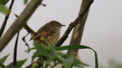 Dikkuyruklu ötleğen