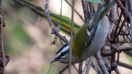 Sürmeli çalıkuşu
