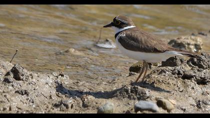 Halkalı küçük cılıbıt