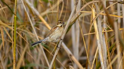 Bataklık Kirazkuşu