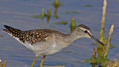 Orman düdükçünü