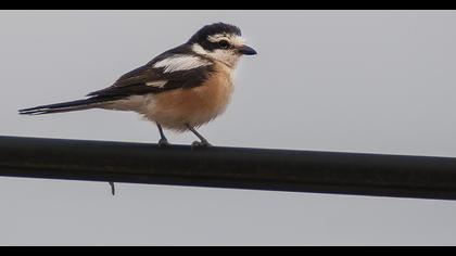 Maskeli örümcekkuşu