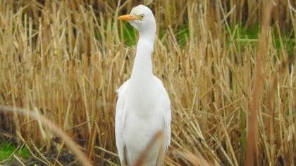 Sığır balıkçılı