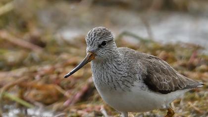 Terek düdükçünü
