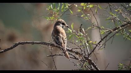 Kızılsırtlı örümcekkuşu