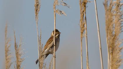 Bataklık Kirazkuşu