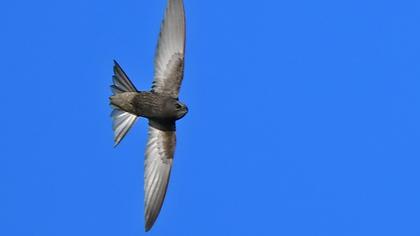 Pallid Swift