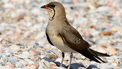 Bataklıkkırlangıcı