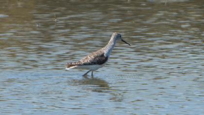 Bataklık düdükçünü