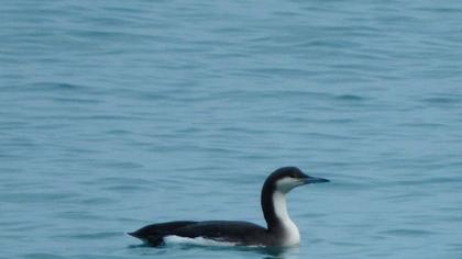 Karagerdanlı dalgıç