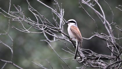 Kızılsırtlı örümcekkuşu