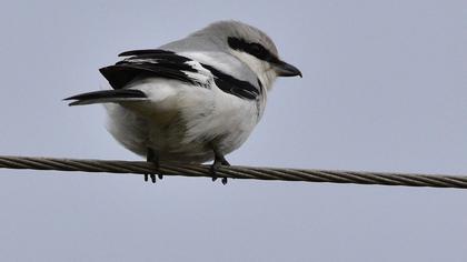 Büyük örümcekkuşu