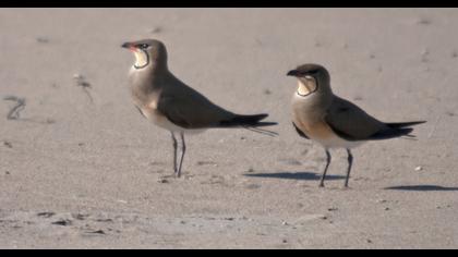 Bataklıkkırlangıcı