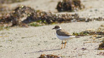 Halkalı küçük cılıbıt
