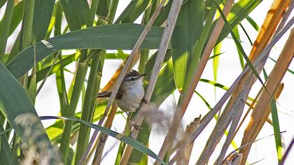 Doğu kamışçını