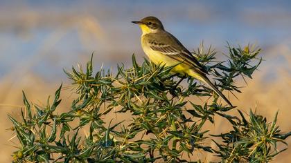 Sarı kuyruksallayan