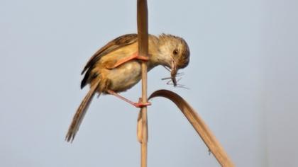 Dikkuyruklu ötleğen