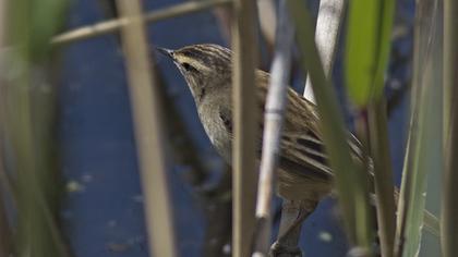 Kındıra kamışçını