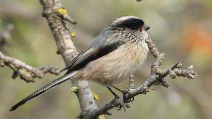 Uzunkuyruklu baştankara