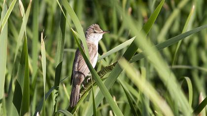 Büyük kamışçın